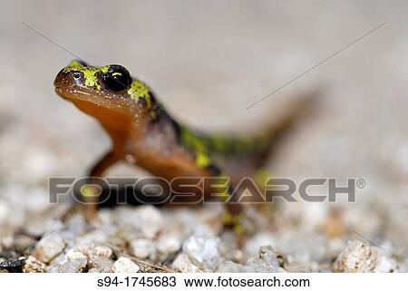 Stock Image - Young marbled newt Triturus marmoratus in a pond of Valdemanco, Madrid, Spain. Fotosearch