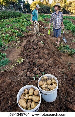 Young men harvesting potatoes on small organic farm, Nevada City, California View Large Photo Image Picture - Young men harvesting potatoes on small organic farm, Nevada City, California. Fotosearch