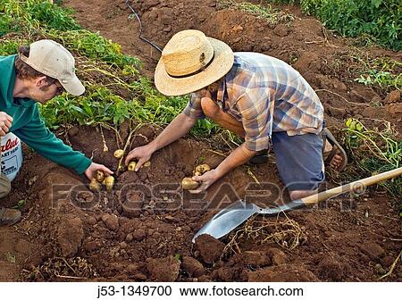 Young men harvesting potatoes on small organic farm, Nevada City, California View Large Photo Image Stock Image - Young men harvesting potatoes on small organic farm, Nevada City, California. Fotosearch