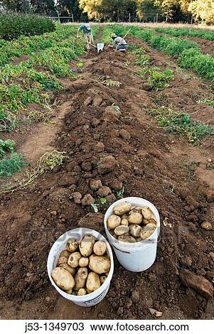 Young men harvesting potatoes on small organic farm, Nevada City, California View Large Photo Image Stock Image - Young men harvesting potatoes on small organic farm, Nevada City, California. Fotosearch