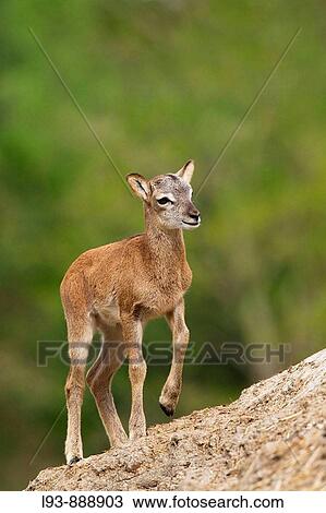 Young Mouflon (Ovis ammon musimon) View Large Photo Image Stock Image - Young Mouflon (Ovis ammon musimon). Fotosearch