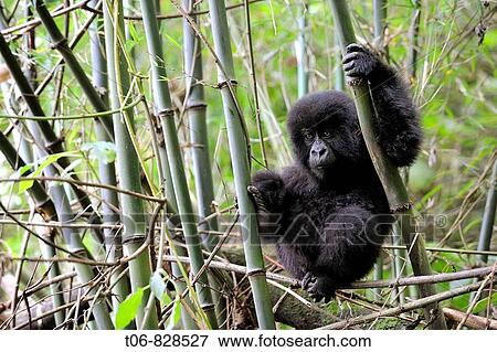 Young mountain gorilla climbing (Gorilla beringei beringei) in the Volcanoes National Park, Rwanda, Africa View Large Photo Image Stock Photo - Young mountain gorilla climbing (Gorilla beringei beringei) in the Volcanoes National Park, Rwanda, Africa. Fotosearch