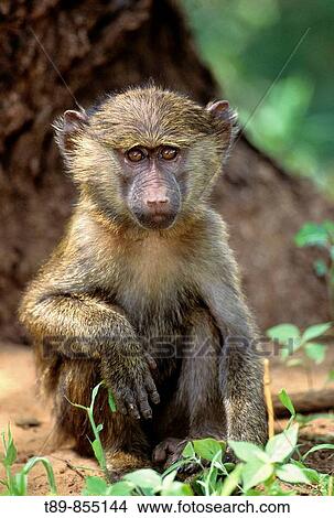 Picture - Young Olive Baboon, Papio anubis. Fotosearch