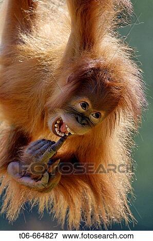 Young Orang utan female, 2 years old (Pongo pygmaeus abelli) swinging, captive, red list of endangered species View Large Photo Image Stock Photo - Young Orang utan female, 2 years old (Pongo pygmaeus abelli) swinging, captive, red list of endangered species. Fotosearch