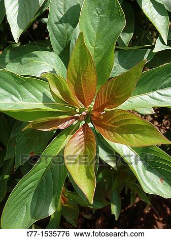Stock Photograph - Young plant of Celosia argentea var. spicata, Silver Cockscomb, Flamingo Feathers, Wheat Celosia. Fotosearch
