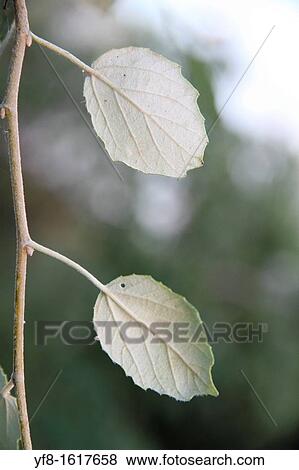 Young popplar leaves Teruel Spain View Large Photo Image Stock Photo - Young popplar leaves Teruel Spain. Fotosearch