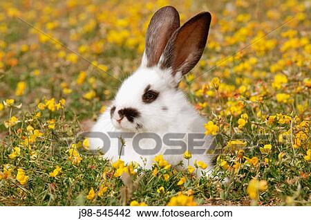 Stock Image - Young rabbit (domestic animal) in flower meadow. Bavaria, Germany, Europe.. Fotosearch