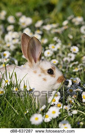 Young rabbit. View Large Photo Image Stock Photo - Young rabbit.. Fotosearch