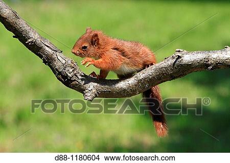 Young Red Squirrel Sciurus vulgaris Order: Rodentia Family: Sciuridae. View Large Photo Image Picture - Young Red Squirrel Sciurus vulgaris Order: Rodentia Family: Sciuridae.. Fotosearch