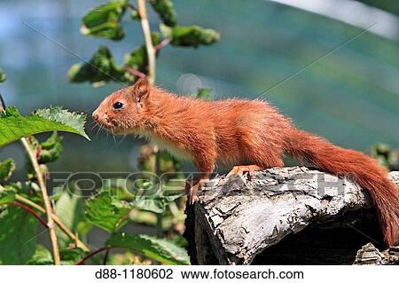 Stock Image - Young Red Squirrel Sciurus vulgaris Order: Rodentia Family: Sciuridae.. Fotosearch