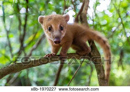 Young South American coati, Nasua nasua, within Iguaz Falls National Park, Misiones, Argentina, South America. View Large Photo Image Stock Photo - Young South American coati, Nasua nasua, within Iguaz Falls National Park, Misiones, Argentina, South America.. Fotosearch