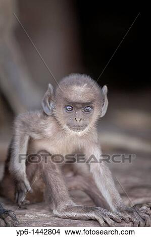 Picture - young Southern plains gray langur Semnopithecus dussumieri in fortress, Ranthambore National Park, Rajasthan, India. Fotosearch
