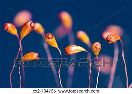 Stock Photography - Young sporophytes of moss. Gorbeia Natural Park, Euskadi, Spain. Fotosearch