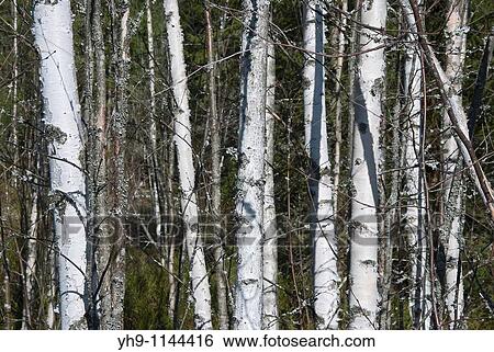 Young Spring Birches View Large Photo Image Stock Photograph - Young Spring Birches. Fotosearch