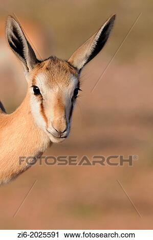 Stock Image - Young springbok, Antidorcas marsupialis, Kgalagadi Transfrontier Park, Northern Cape, South Africa.. Fotosearch