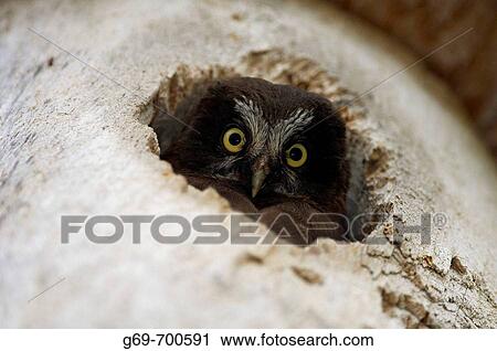 Young Tengmalm's Owl (Aegolius funereus ) looking out from its nesting box, Vasterbotten, Sweden (June 2005) View Large Photo Image Stock Image - Young Tengmalm's Owl (Aegolius funereus ) looking out from its nesting box, Vasterbotten, Sweden (June 2005). Fotosearch
