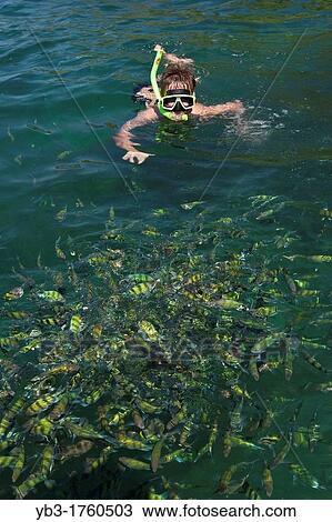 Young Tourist Snorkelling, Krabi, Thailand View Large Photo Image Stock Image - Young Tourist Snorkelling, Krabi, Thailand. Fotosearch