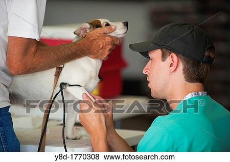 Stock Photo - Young veterinarian is about to draw blood from a dog at a provisional pet clinic held in Leakey, Texas, USA. Fotosearch