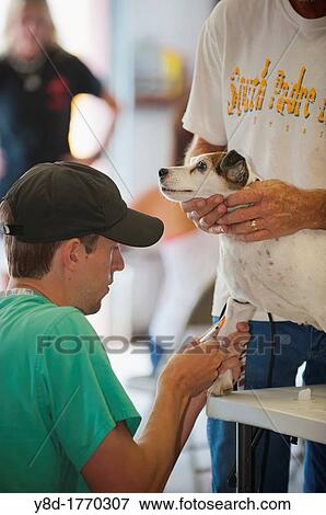 Young veterinarian is giving a dog a shot at provisional pet clinic in Leakey, Texas, USA View Large Photo Image Stock Photo - Young veterinarian is giving a dog a shot at provisional pet clinic in Leakey, Texas, USA. Fotosearch