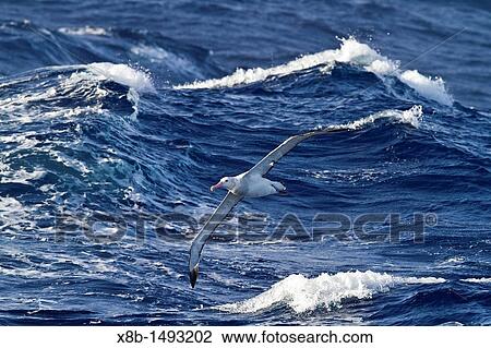 Young wandering albatross Diomedea exulans on the wing in the Drake Passage between the tip of South America and the Antarctic Peninsula, Southern Ocean View Large Photo Image Stock Image - Young wandering albatross Diomedea exulans on the wing in the Drake Passage between the tip of South America and the Antarctic Peninsula, Southern Ocean. Fotosearch