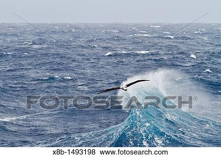 Young wandering albatross Diomedea exulans on the wing in the Drake Passage between the tip of South America and the Antarctic Peninsula, Southern Ocean View Large Photo Image Stock Photo - Young wandering albatross Diomedea exulans on the wing in the Drake Passage between the tip of South America and the Antarctic Peninsula, Southern Ocean. Fotosearch