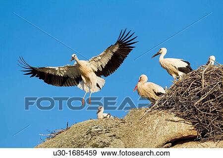 Young white stork Ciconia ciconia learning to fly in their nest in Los Barruecos Monument Park, CBceres province Extremadura Spain View Large Photo Image Stock Photo - Young white stork Ciconia ciconia learning to fly in their nest in Los Barruecos Monument Park, CBceres province Extremadura Spain. Fotosearch