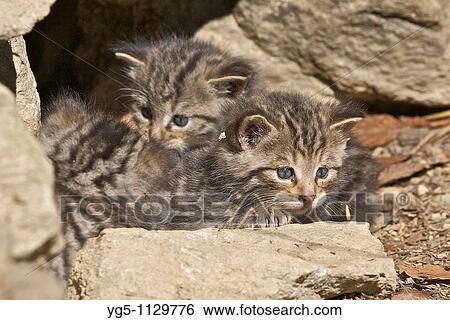 Young Wildcat, Felis silvestris, exploring the environment View Large Photo Image Stock Photograph - Young Wildcat, Felis silvestris, exploring the environment. Fotosearch
