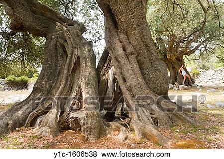 Young woman and old olive trees in Lun on Pag island/Croatia View Large Photo Image Stock Photo - Young woman and old olive trees in Lun on Pag island/Croatia. Fotosearch