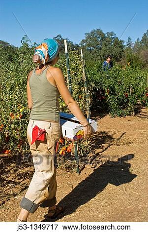 Young woman carrying box of freshly picked tomatoes on small organic farm, Nevada City, California View Large Photo Image Stock Photo - Young woman carrying box of freshly picked tomatoes on small organic farm, Nevada City, California. Fotosearch