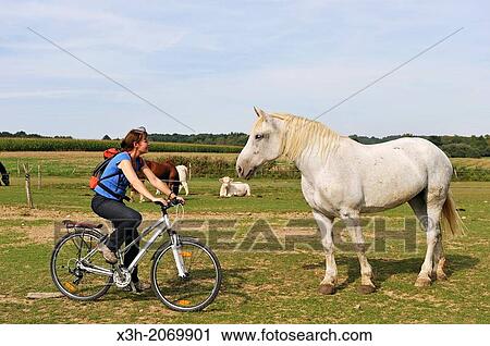 young woman cycling with Percheron horses in meadow, Farm of Absoudiere, Corbon, Perche province, Orne department, Lower Normandy region, France, Western Europe. View Large Photo Image Stock Image - young woman cycling with Percheron horses in meadow, Farm of Absoudiere, Corbon, Perche province, Orne department, Lower Normandy region, France, Western Europe.. Fotosearch