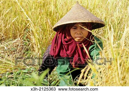 Stock Image - young woman harvesting rice, Donggo area, Sumbawa island, Lesser Sunda Islands, Republic of Indonesia, Southeast Asia and Oceania.. Fotosearch