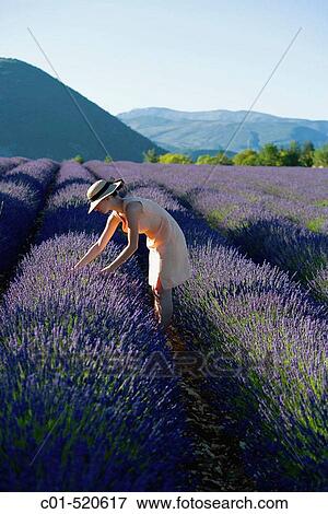 Young woman in blooming lavender field. Provence, France View Large Photo Image Stock Photo - Young woman in blooming lavender field. Provence, France. Fotosearch