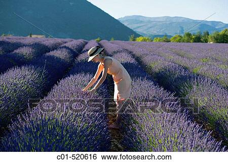 Young woman in blooming lavender field. Provence, France View Large Photo Image Stock Photograph - Young woman in blooming lavender field. Provence, France. Fotosearch