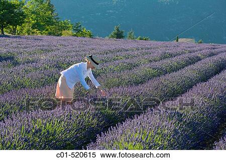 Young woman in blooming lavender field. Provence, France View Large Photo Image Stock Photography - Young woman in blooming lavender field. Provence, France. Fotosearch