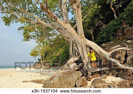 Young woman on a tree, Koh Phi Phi Don beach Krabi, Thailand, Asia View Large Photo Image Picture - Young woman on a tree, Koh Phi Phi Don beach Krabi, Thailand, Asia. Fotosearch