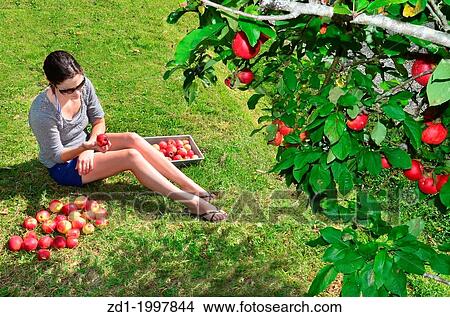 Young woman picking apples from an apple tree in the garden on a lovely sunny summer day. View Large Photo Image Picture - Young woman picking apples from an apple tree in the garden on a lovely sunny summer day.. Fotosearch