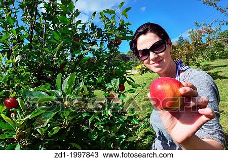 Young woman picking apples from an apple tree in the garden on a lovely sunny summer day. View Large Photo Image Stock Image - Young woman picking apples from an apple tree in the garden on a lovely sunny summer day.. Fotosearch