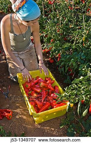 Young woman picking organic bell peppers on small organic farm, Nevada City, California View Large Photo Image Stock Photo - Young woman picking organic bell peppers on small organic farm, Nevada City, California. Fotosearch