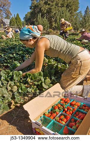 Young woman picking organic strawberries on small organic farm, Nevada City, California View Large Photo Image Picture - Young woman picking organic strawberries on small organic farm, Nevada City, California. Fotosearch