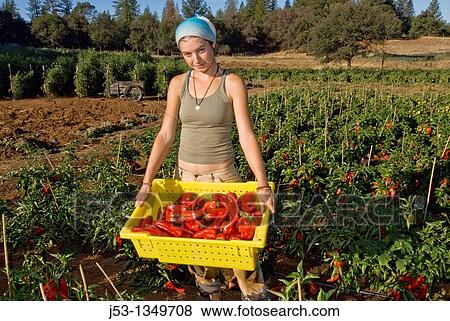 Young woman picking organic red bell peppers on small organic farm, Nevada City, California View Large Photo Image Stock Photo - Young woman picking organic red bell peppers on small organic farm, Nevada City, California. Fotosearch