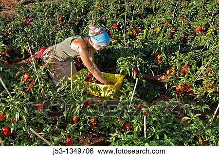 Young woman picking organic red bell peppers on small organic farm, Nevada City, California View Large Photo Image Stock Photograph - Young woman picking organic red bell peppers on small organic farm, Nevada City, California. Fotosearch