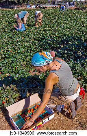 Young woman picking organic strawberries on small organic farm, Nevada City, California View Large Photo Image Stock Photograph - Young woman picking organic strawberries on small organic farm, Nevada City, California. Fotosearch