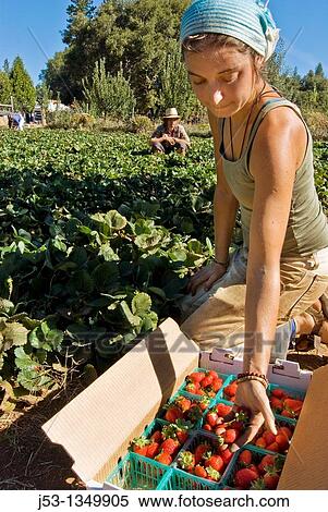 Young woman picking organic strawberries on small organic farm, Nevada City, California View Large Photo Image Stock Photography - Young woman picking organic strawberries on small organic farm, Nevada City, California. Fotosearch