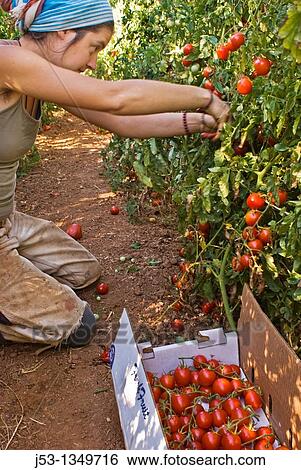 Young woman picking organic tomatoes on small organic farm, Nevada City, California View Large Photo Image Stock Photograph - Young woman picking organic tomatoes on small organic farm, Nevada City, California. Fotosearch