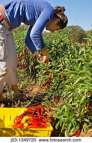 Stock Image - Young woman picking peppers on small organic farm, Nevada City, California. Fotosearch