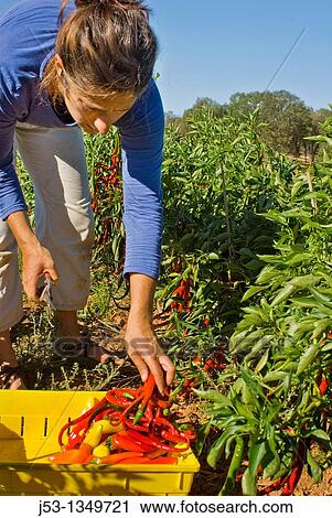 Young woman picking peppers on small organic farm, Nevada City, California View Large Photo Image Stock Image - Young woman picking peppers on small organic farm, Nevada City, California. Fotosearch