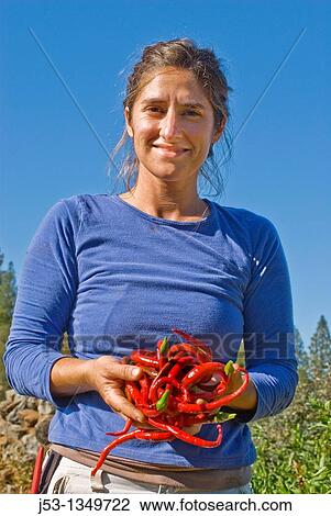 Young woman picking peppers on small organic farm, Nevada City, California View Large Photo Image Stock Image - Young woman picking peppers on small organic farm, Nevada City, California. Fotosearch