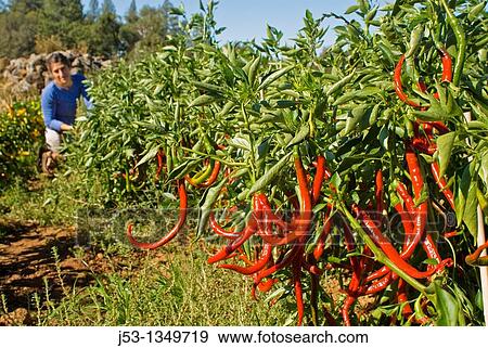 Young woman picking peppers on small organic farm, Nevada City, California View Large Photo Image Stock Photo - Young woman picking peppers on small organic farm, Nevada City, California. Fotosearch