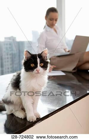 Young woman using laptop with kitten View Large Photo Image Stock Image - Young woman using laptop with kitten. Fotosearch