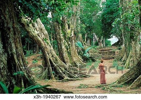 young woman walking on a Pterocarpus indicus tree-lined path, Mahe island, Republic of Seychelles, Indian Ocean View Large Photo Image Stock Photo - young woman walking on a Pterocarpus indicus tree-lined path, Mahe island, Republic of Seychelles, Indian Ocean. Fotosearch